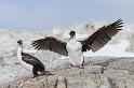 093 Antarctica, Cierva Cove, blauwoogaalscholvers